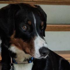 Appenzeller Sennenhunds from Cerberus Farms