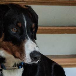Appenzeller Sennenhunds from Cerberus Farms