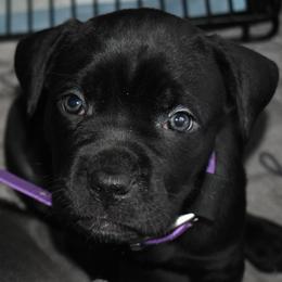 Purple - Black female Cane Corso puppy in Sault Ste Marie, Michigan from Willow Creek Cane Corsos