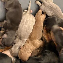 Dachshunds from Shar’s Precious Mini’s