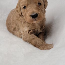 Goldendoodle Puppies from Lake Village Doodles