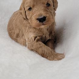 Goldendoodle Puppies from Lake Village Doodles