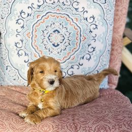 Lucy - Yellow Collar - Red  female Goldendoodle puppy in Denison, Iowa from Violet View Iowa Goldendoodles