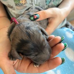 Hiram - Merle male Cockapoo puppy in Adrian, Oregon from ApplebyFarm