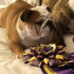 Dixie - Bulldog