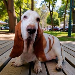 Milkshake - Basset Hound