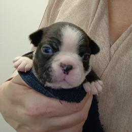 Boston Terrier and French Bulldog Puppies from Reds Studio