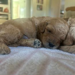 Cash - Apricot male Goldendoodle puppy in Feasterville, Pennsylvania from Taylor Doodles