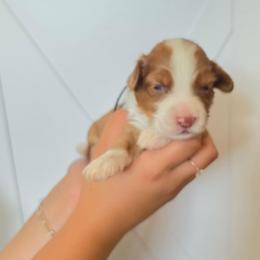 Churro - Brown and white female Aussiedoodle puppy in Lithia, Florida from Waterford Doodle Farm