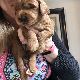 Goldendoodle Puppies from Jessie’s Doodles