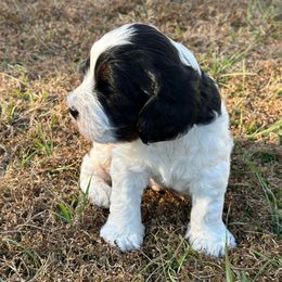 Charlie - Black white and tan male Springerdoodle puppy in Reddick, Florida from Cooper’s Mini Doodles