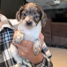 Boy 3 - Brown white and tan male Cockapoo puppy in Joplin, Missouri from Double J Cockapoos