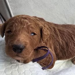 Purple Collar - Red  male Poodle puppy in Woodbridge, Virginia from Rosa Red Standard Poodles