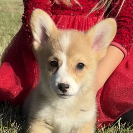 Harvest - Red male Pembroke Welsh Corgi puppy in Marshall, Missouri from The King’s Corgis