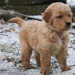 Golden Retrievers from Grizzly Goldens