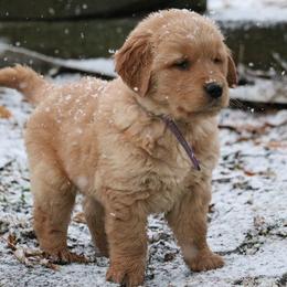 Golden Retrievers from Grizzly Goldens