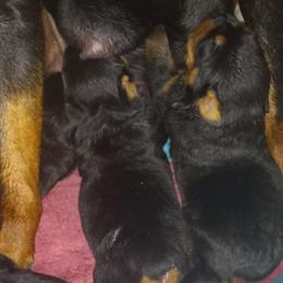 Rottweiler Puppies from Gregory Mulkey's Rottweilers