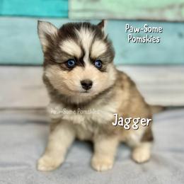 Jagger - Silver and white male Pomsky puppy in Krum, Texas from Paw-Some Pomskies