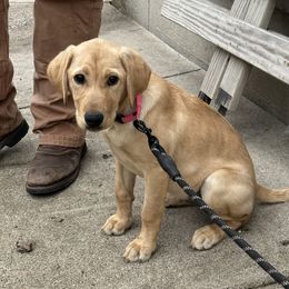 Brew - Labrador Retriever