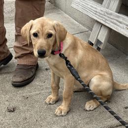 Brew - Labrador Retriever