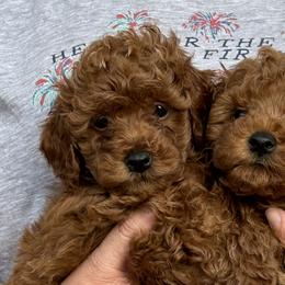Goldendoodles and Poodles from Katy's Toy Poodles & Doodles