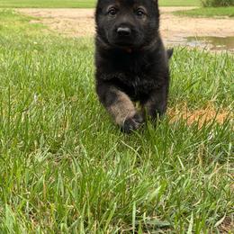 Orange collar- Sable Boy - Sable male German Shepherd puppy in Allegan, Michigan from Parsons German Shepherds