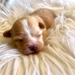 Peyton - Cream female Maltipoo puppy in Hephzibah ( Richmond County ), Georgia from Healing Pawz LLC