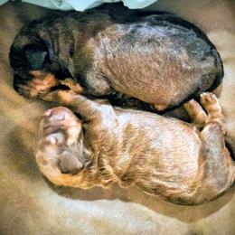 Bernedoodle Puppies from Home Grown Hearts Doodles