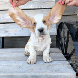 Angus - Red and white male Basset Hound puppy in Pilot Rock, Oregon from Blue Mountain Bassets