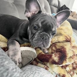 French Bulldog Puppies from Southern Belle Frenchies