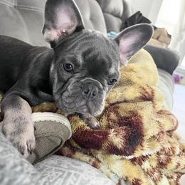 French Bulldog Puppies from Southern Belle Frenchies