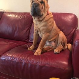 Chinese Shar-Pei All Grown Up from Setareh Chinese Shar Pei