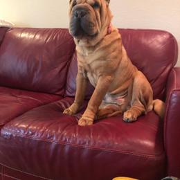 Chinese Shar-Pei All Grown Up from Setareh Chinese Shar Pei