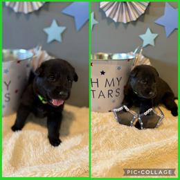 Green K von Charry - Black female German Shepherd puppy in Midway, Kentucky from Von Charry German Shepherd’s