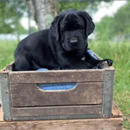 Labrador Retriever Puppies from Tried & True Labradors