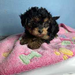 Female - Black and gold female Yorkipoo puppy in Clover, South Carolina from Cudi’s Buddies