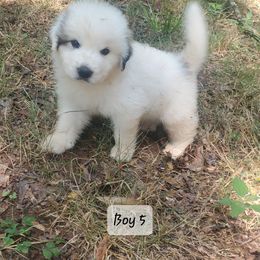 Boy 5 - Great Pyrenees puppy from Pony Trail Farm