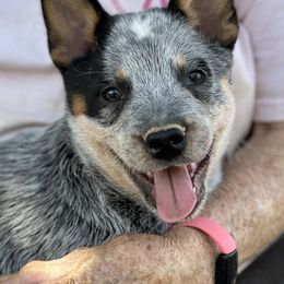 Boy 2 - Blue Australian Cattle Dog puppy in Menifee, California from CLS Australian Cattle Dogs