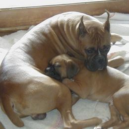 Boxers from DND Boxers