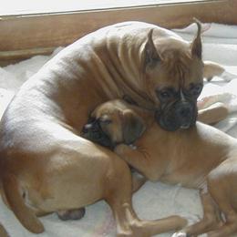Boxers from DND Boxers