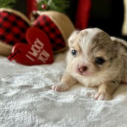 Chihuahua Puppies from Sunset Eves Chihuahuas