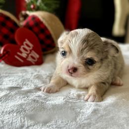 Chihuahua Puppies from Sunset Eves Chihuahuas