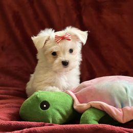 Maltese Puppies from California AKC Maltese