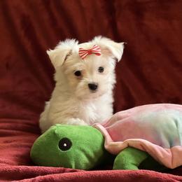 Maltese Puppies from California AKC Maltese