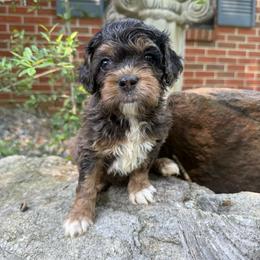 Port - Merle male Cockapoo puppy in Williamston, South Carolina from Sassy Bob’s Dogs