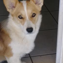 ChiCHi - Pembroke Welsh Corgi