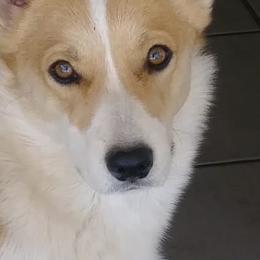 ChiCHi - Pembroke Welsh Corgi