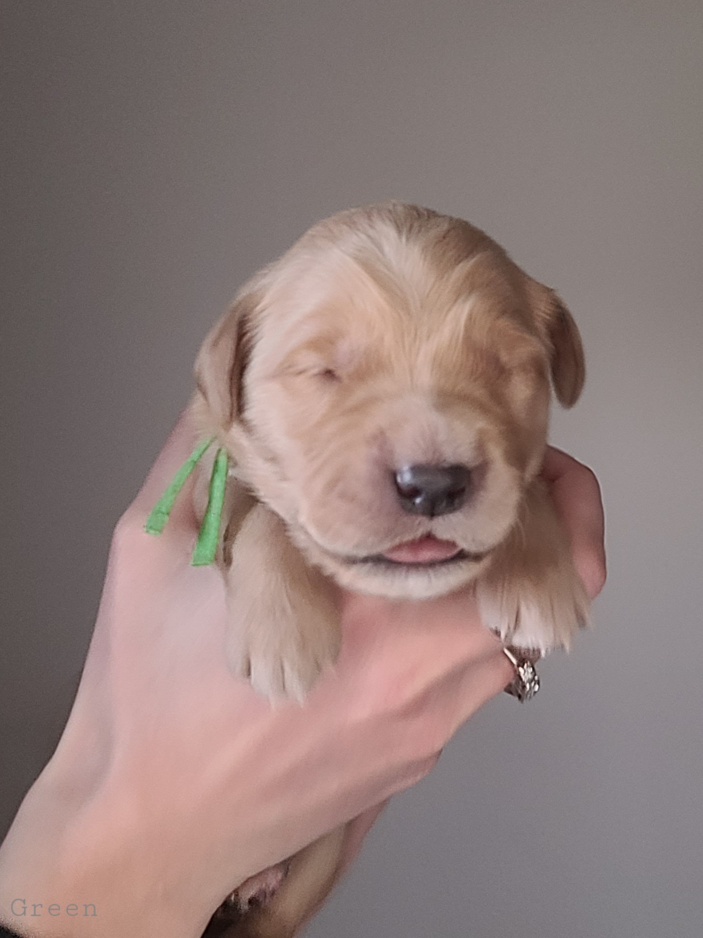 Golden Retriever Puppies from Middlecreek Goldens