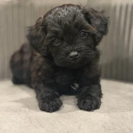 Oreo - Black male Cavapoo puppy in Apple Valley, California from Fletcher Fuzzy Friends