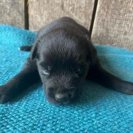Oak - Black & white male Australian Shepherd puppy in Whitwell, Tennessee from Owl Hollow Farm